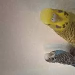 2 Jungtiere zum abgeben Bild 1