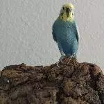 Höflicher Hahn sucht nette Gesellschaft für seine goldenen Jahre Bild 3