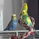 3 Wellis suchen ein neues und liebevolles Zuhause Bild 1