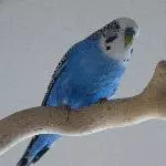Wellensittich Hahn sucht ein neues Zuhause Bild 1