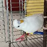 Einsamer Sky sucht neues Zuhause Bild 3
