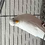 Einsamer Sky sucht neues Zuhause Bild 1