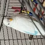Einsamer Sky sucht neues Zuhause Bild 2