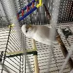 Einsamer Sky sucht neues Zuhause Bild 4