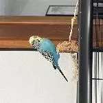 Jungen Welli Hahn abzugeben Bild 1