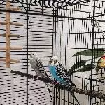 Wellensittich Pärchen (2-3J) sucht ein neues Zuhause Bild 1