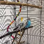 Wellensittich Pärchen (2-3J) sucht ein neues Zuhause Bild 2