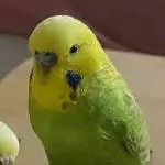 Hellgrünes Männchen abzugeben: Charlie (6-7 Jahre alt) Bild 1