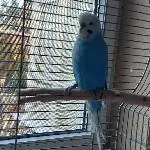Dringend gesucht neues Zuhause Bild 3