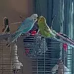 Dringend gesucht neues Zuhause Bild 1