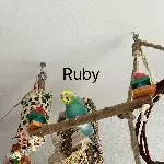 7 Wellensittiche suchen ein zu Hause Bild 3