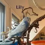 7 Wellensittiche suchen ein zu Hause Bild 4