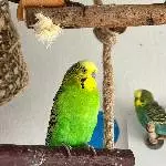 7 Wellensittiche suchen ein zu Hause Bild 5