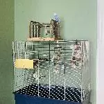 Neues Zuhause für ein Weibchen gesucht Bild 4