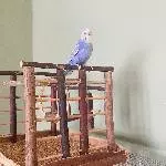 Neues Zuhause für ein Weibchen gesucht Bild 1