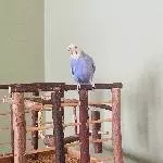 Neues Zuhause für ein Weibchen gesucht Bild 2