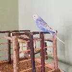 Neues Zuhause für ein Weibchen gesucht Bild 3