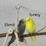 2 Hähne suchen ein neues Zuhause Bild 1