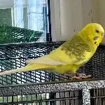 Sir William sucht ein neues Zuhause Bild 1