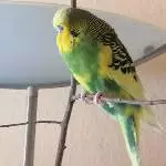 Unsere Quasselstrippe Toni sucht ein neues liebevolles Zuhause Bild 3