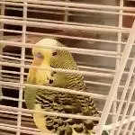Unsere Quasselstrippe Toni sucht ein neues liebevolles Zuhause Bild 2