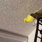 Wellensittich Pärchen abzugeben Bild 2