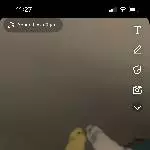 Wellensittich Pärchen abzugeben Bild 1