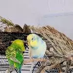 Welli-Dame aus 46284 sucht Schwarm (Megas) Bild 2