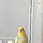 Welli-Dame aus 46284 sucht Schwarm (Megas) Bild 1