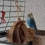Einsamer Welli sucht Artgenossen Bild 1