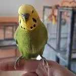 Hansi sucht liebevolles Zuhause Bild 1