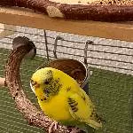 Ältere Wellihenne sucht Zuhause Bild 1
