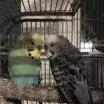 Neues Zuhause für Momo (männlich) Bild 2