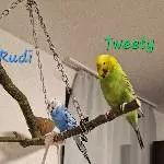 Wellensittich Pärchen abzugeben Bild 1