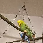 Wellensittich Pärchen abzugeben Bild 2