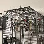 Wellensittichdame sucht neuen Partner mit einem neuen Zuhause Bild 4