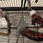 Wellensittichdame sucht neuen Partner mit einem neuen Zuhause Bild 1