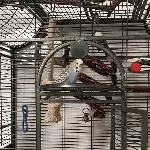Wellensittichdame sucht neuen Partner mit einem neuen Zuhause Bild 3