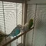 Neues Zuhause für Janosch, Finja und Merle gesucht Bild 1