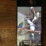 Wellensittichbande abzugeben Bild 1