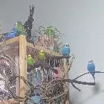 Aufgeweckter Schwarm sucht neues Zuhause im April Bild 3