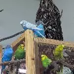 Aufgeweckter Schwarm sucht neues Zuhause im April Bild 1