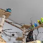 Aufgeweckter Schwarm sucht neues Zuhause im April Bild 2