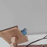 Aufgeweckter Schwarm sucht neues Zuhause im April Bild 5