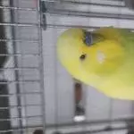 2 Wellensittiche in Schwarm abzugeben Bild 2