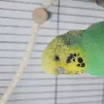 2 Wellensittiche in Schwarm abzugeben Bild 1