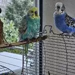 Otto und Olli, zwei tolle Hähne, suchen ein schönes Zuhause mit Gleichgesinnten Bild 3