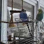 Otto und Olli, zwei tolle Hähne, suchen ein schönes Zuhause mit Gleichgesinnten Bild 2