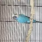 Hahn sucht neues Zuhause Bild 1