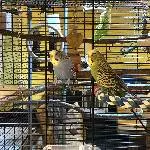 Snoopy sucht ein neues Zuhause Bild 6